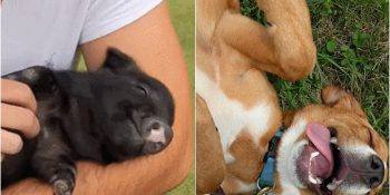 Doğru Yerden Sevildikleri Yüzlerinden Okunan 14 Keyiflenmiş Minnoş