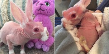 Genetik Rahatsızlığından Ötürü Kürkünü Kaybeden Ama Sevgiyle Isınan Tüysüz Tavşan