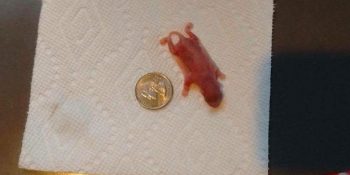 Bahçelerinde Bulup Besledikleri 1 cm’lik Canlının Birkaç Ay İçindeki İnanılmaz Dönüşümü