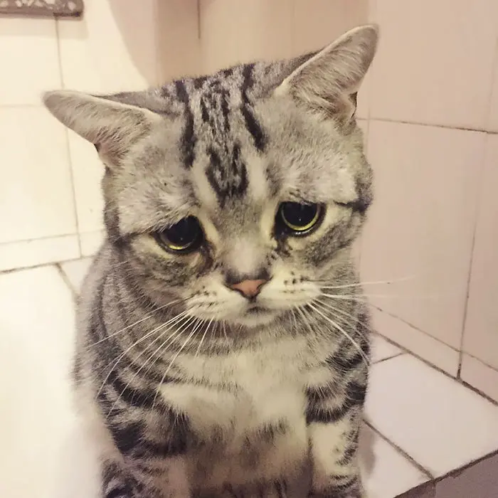 uzgun_kedi_luhu (2)
