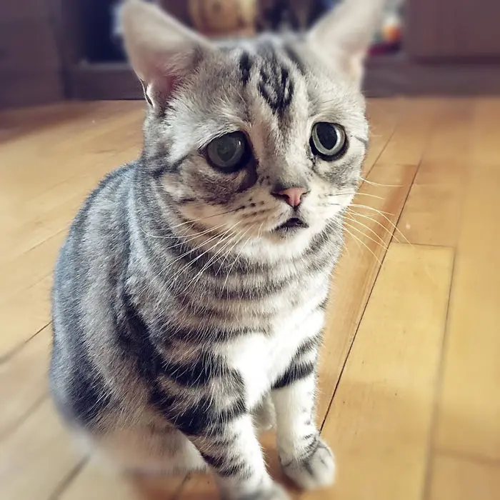 uzgun_kedi_luhu (3)