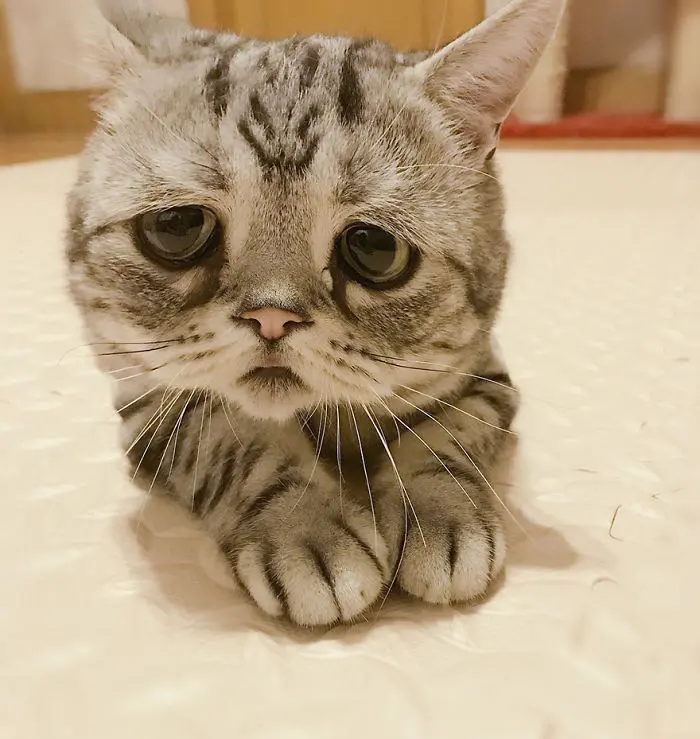 uzgun_kedi_luhu (4)
