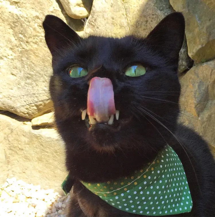 vampir_kedi (10)