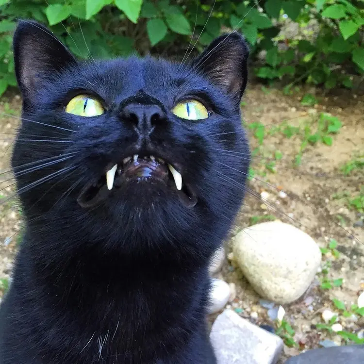 vampir_kedi (2)