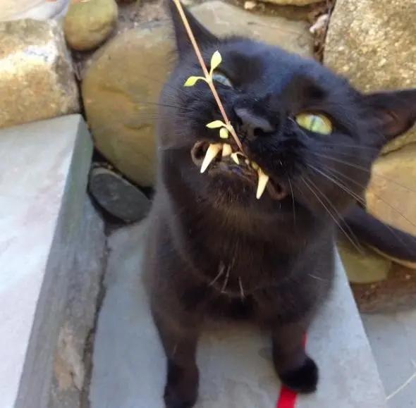 vampir_kedi (4)