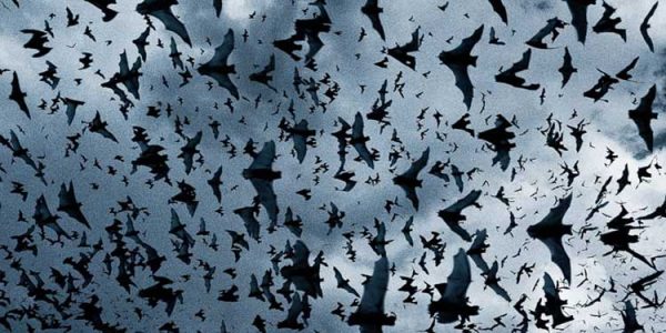 yarasalar-gercekten-kor-mu