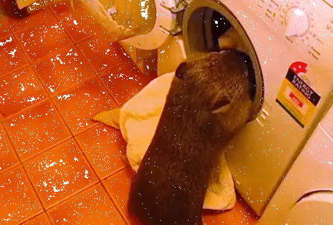 yardimsever_hayvanlar (10)