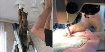 Ev İşlerinde İnsanlara Yardım Edip Hayatın Müşterekliğini Savunan 17 Yardımsever Pati