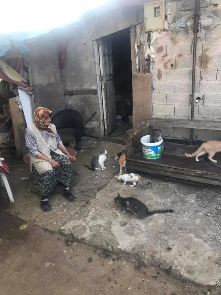 yasli_teyze_kedi (4)