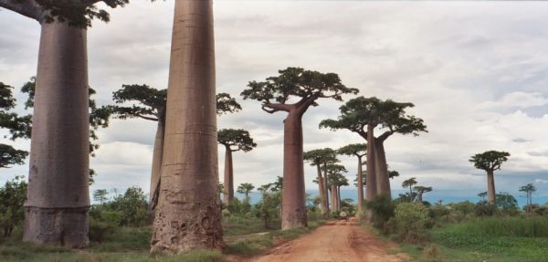 35-Baobab