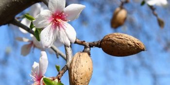 Yorgunluğun Sebeplerinden Demir Eksikliğini Giderecek 10 Bitkisel Kaynaklı Besin