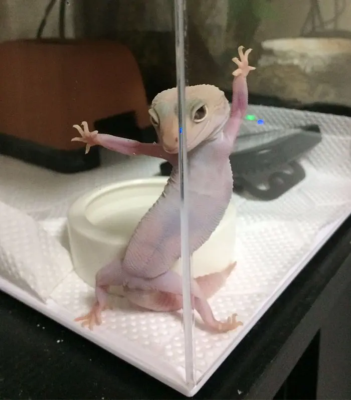 GECKO_PHOTOSHOP (14)