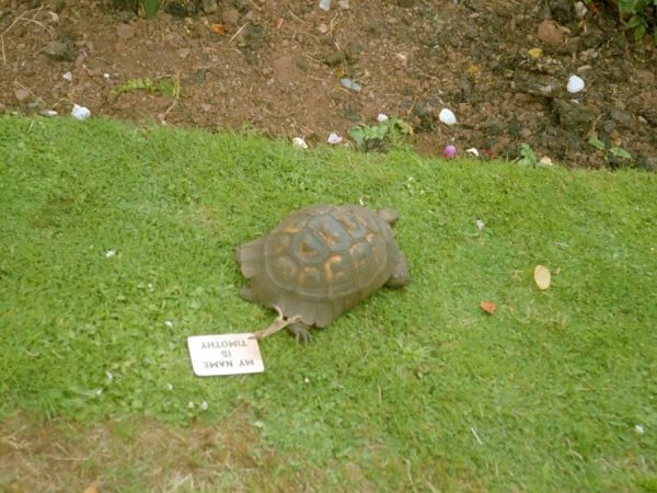 Kaplumbağa-Timothy