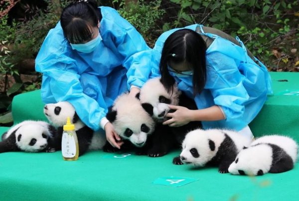 These-images-of-10-panda-cubs-will-fill-your-heart-with-joy-59d2d481c2679__880