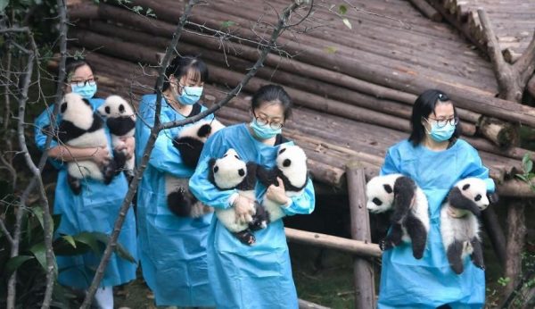 These-images-of-10-panda-cubs-will-fill-your-heart-with-joy-59d2d4852f2e4__880
