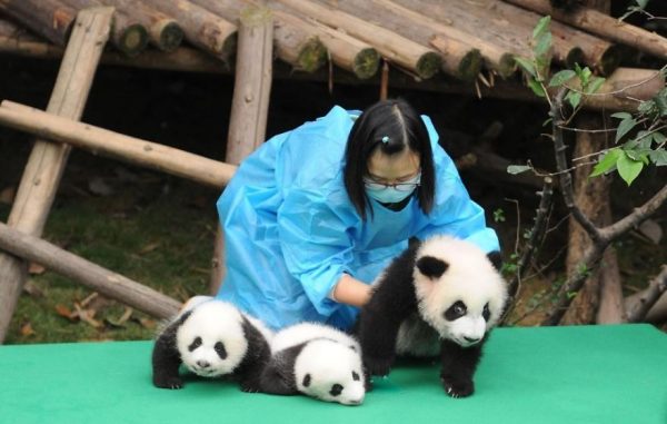 These-images-of-10-panda-cubs-will-fill-your-heart-with-joy-59d2d4881a997__880