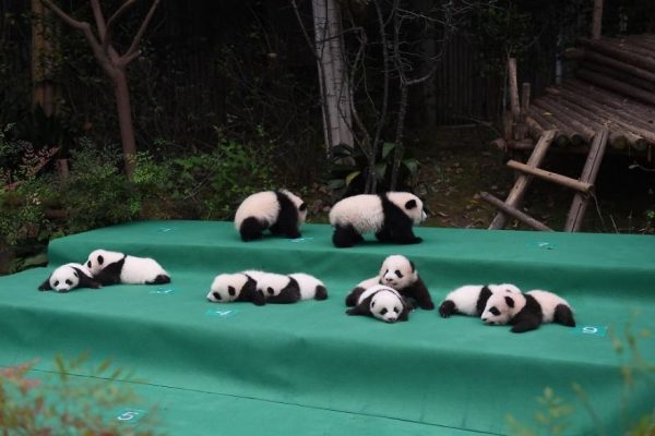 These-images-of-10-panda-cubs-will-fill-your-heart-with-joy-59d2d4f9a6636__880