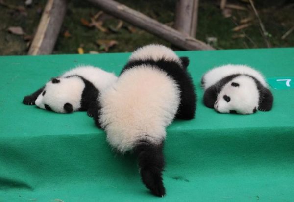 These-images-of-10-panda-cubs-will-fill-your-heart-with-joy-59d2d4fc6cae8__880