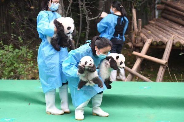 These-images-of-10-panda-cubs-will-fill-your-heart-with-joy-59d2d54312124__880