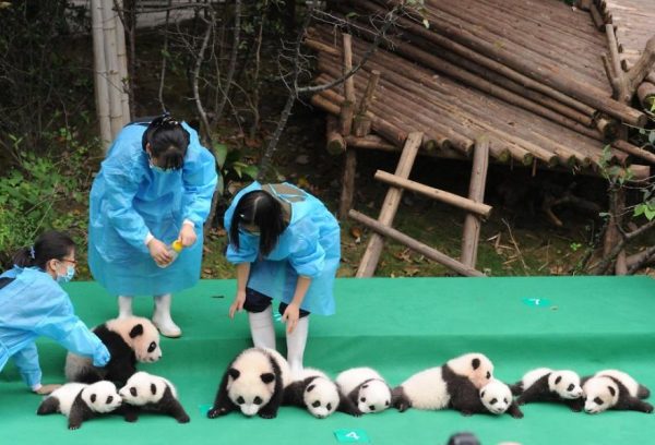 These-images-of-10-panda-cubs-will-fill-your-heart-with-joy-59d2db3f7202e__880