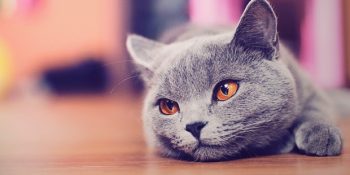 Acil Durumlar İçin Kedinizle Alabileceğiniz 5 Hayat Kurtarıcı Önlem