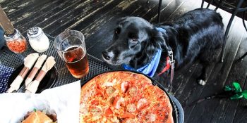 Ankara’da Köpeğinizle Girebileceğiniz 11 Dost Canlısı Mekan