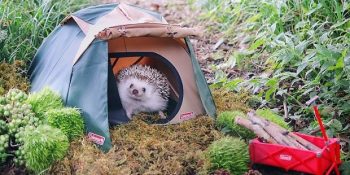 Maceralarıyla Herkesi Kıskandıran Kirpi Azuki’nin Kampından 15 Sevimli Paylaşım