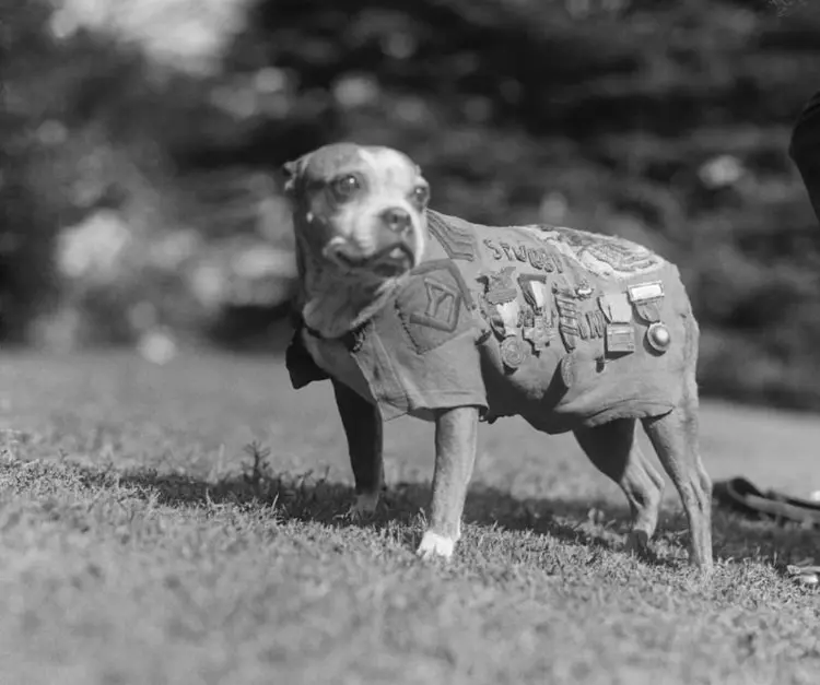 cavus-Stubby