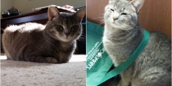 Orman Hayvanlarını Cazibesiyle Pencere Önüne Toplayan Çekici Kedi Sochi