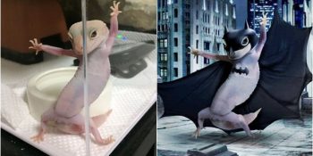 Aşırı Fotojenik Pozuyla İnterneti Kasıp Kavuran Geckonun Montajlandığı 18 Başarılı Kare