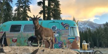 Dünyanın En Havalı ve Maceraperest Keçisi: Frankie Rae