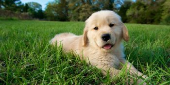 Bebek Suratlı Golden Retriever Köpekleri Hakkında Bilmeniz Gereken 14 Gerçek