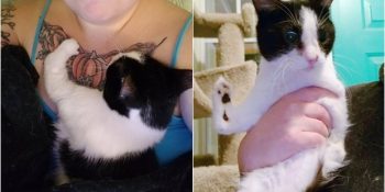 Ön Patileri Doğuştan Kıvrık Olan Kardeş Kedilerin Verdiği Yaşam Mücadelesi