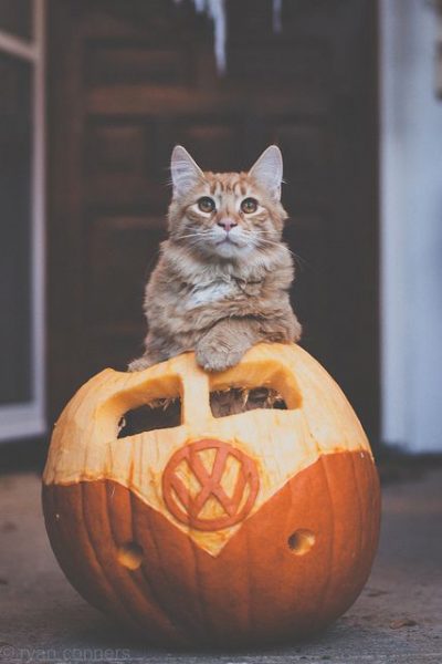 halloween cat (1)