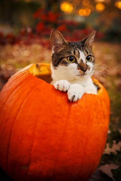 halloween cat (10)