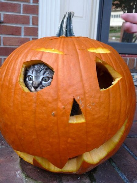 halloween cat (11)
