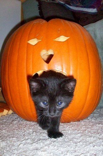 halloween cat (12)