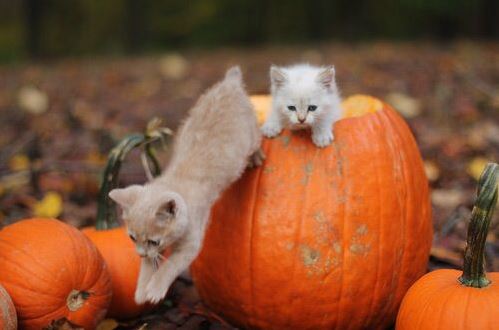 halloween cat (4)