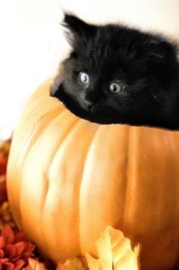 halloween cat (5)