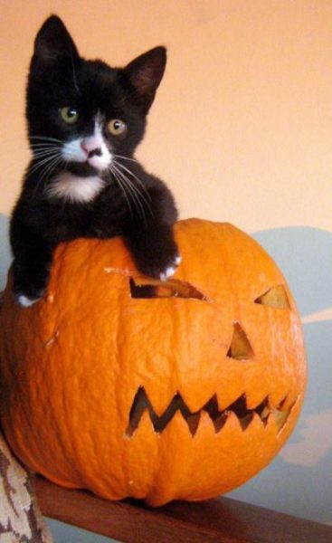 halloween cat (6)
