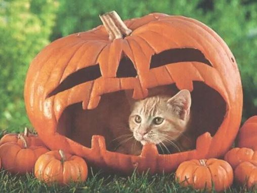 halloween cat (7)