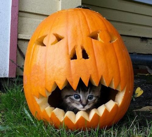 halloween cat (8)