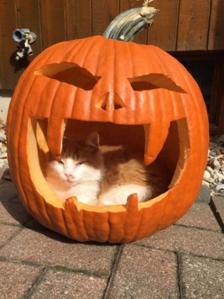 halloween cat (9)