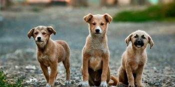 Hayvanları KoruyaMAyan 5199 Sayılı Kanundan Lehimize Çevirebileceğimiz 7 Madde