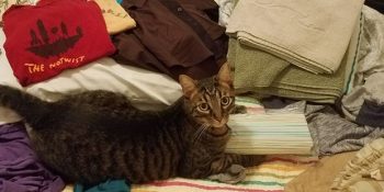 Kedilerinin Hırsızlık Yaptığına Eşini İnandıramayan Kadının Topladığı Tüylü Kanıtlar