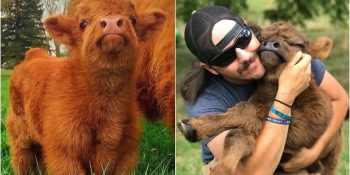 Dayanması Çok Zor Bir Tatlılığa Sahip Olan 26 Highland İneği Yavrusu