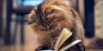 İnsanlarını İstedikleri Gibi Eğiten Kedilerin Kullandıkları 10 Gizli Silah