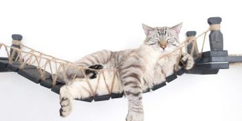 Kedileri Adeta Uykucu Indiana Jones’a Dönüştüren Rahat Kedi Köprüleri