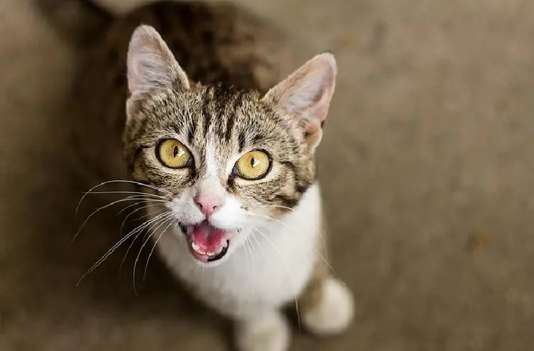 kedi_sesleri (2)