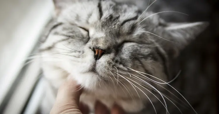 kedi_sesleri (3)